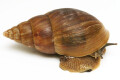 Achatina cf. balteata Congo semiadult